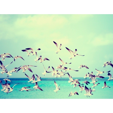 Lámina Gaviotas