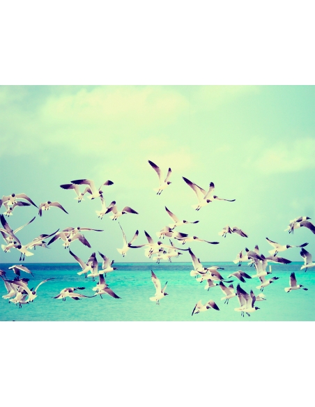 Lámina Gaviotas
