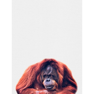 Lámina Gorila