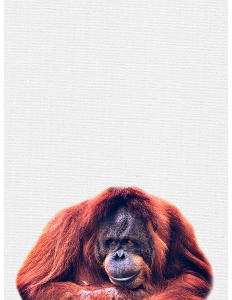 Lámina Gorila