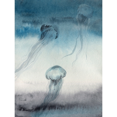 Lámina Grupo Medusas