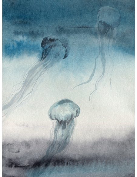 Lámina Grupo Medusas