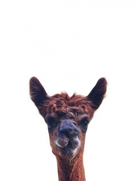 Lámina Llama Lámina Llama