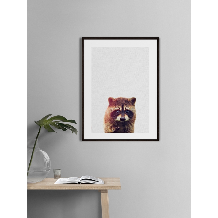 Lámina Mapache Lámina Mapache