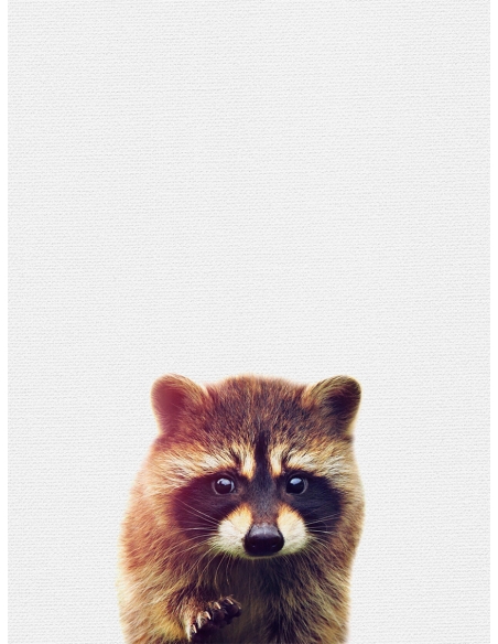 Lámina Mapache Lámina Mapache