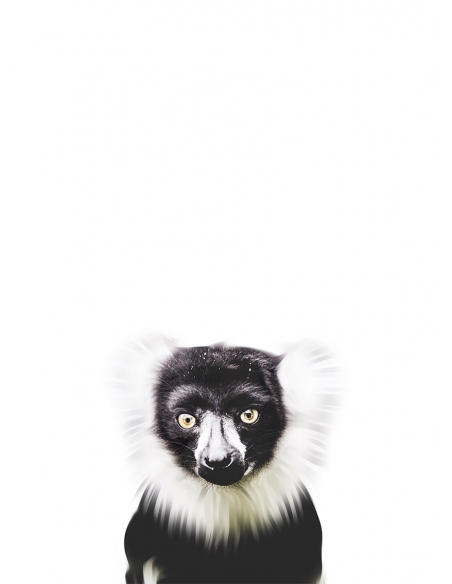 Lámina Mono Lámina Mono