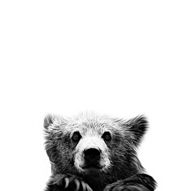 Lámina Oso