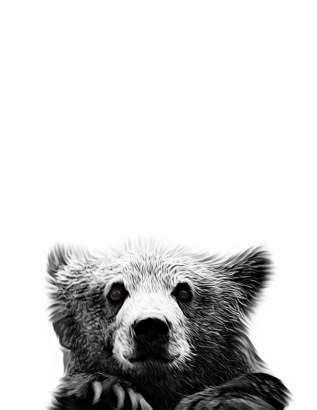 Lámina Oso Lámina Oso