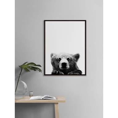 Lámina Oso 2