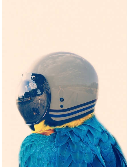 Lámina Pájaro Casco