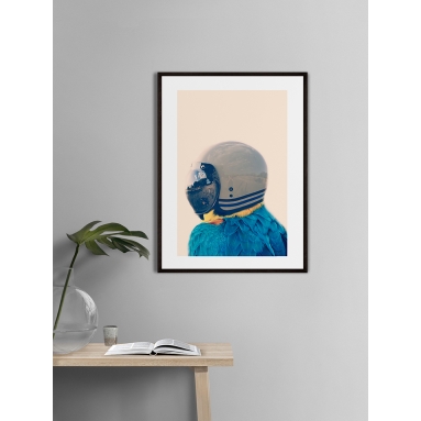 Lámina Pájaro Casco 2