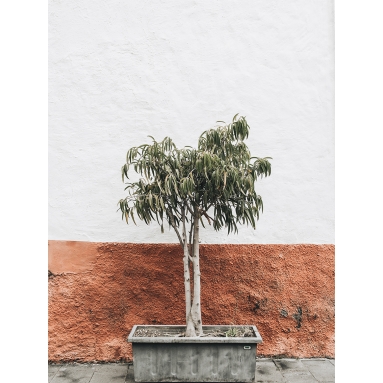 Lámina Árbol en maceta