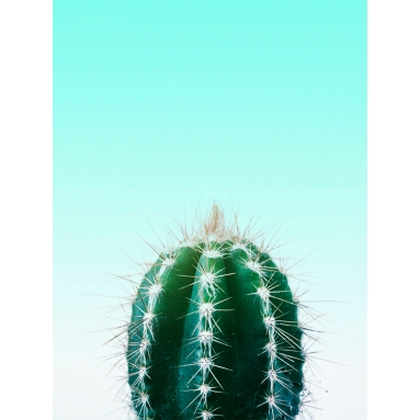 Lámina Cactus