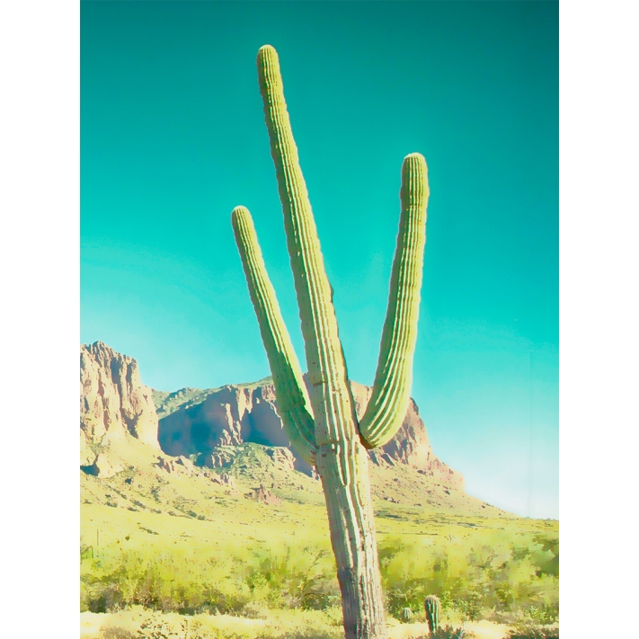 Lámina Cactus Arizona