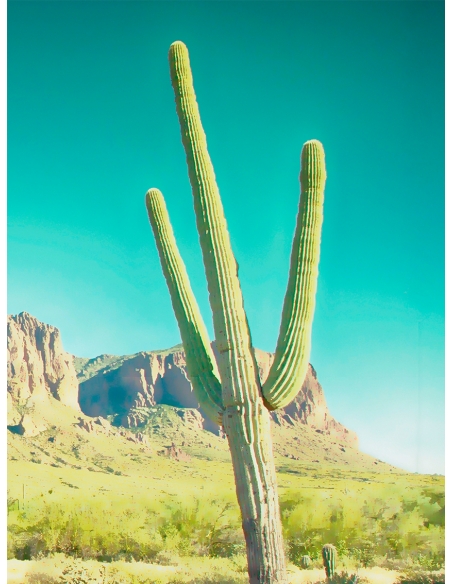 Lámina Cactus Arizona