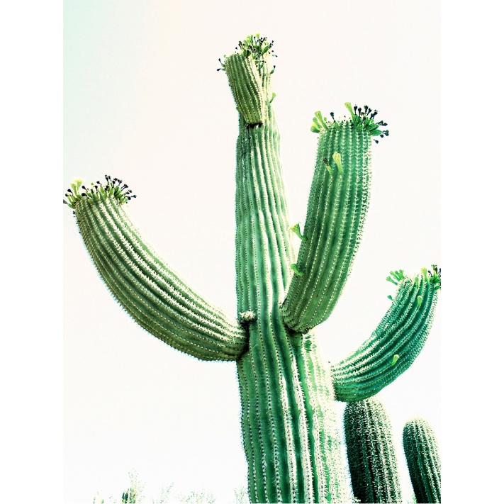 Lámina Cactus Arizona2