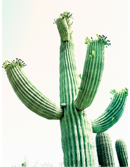 Lámina Cactus Arizona2