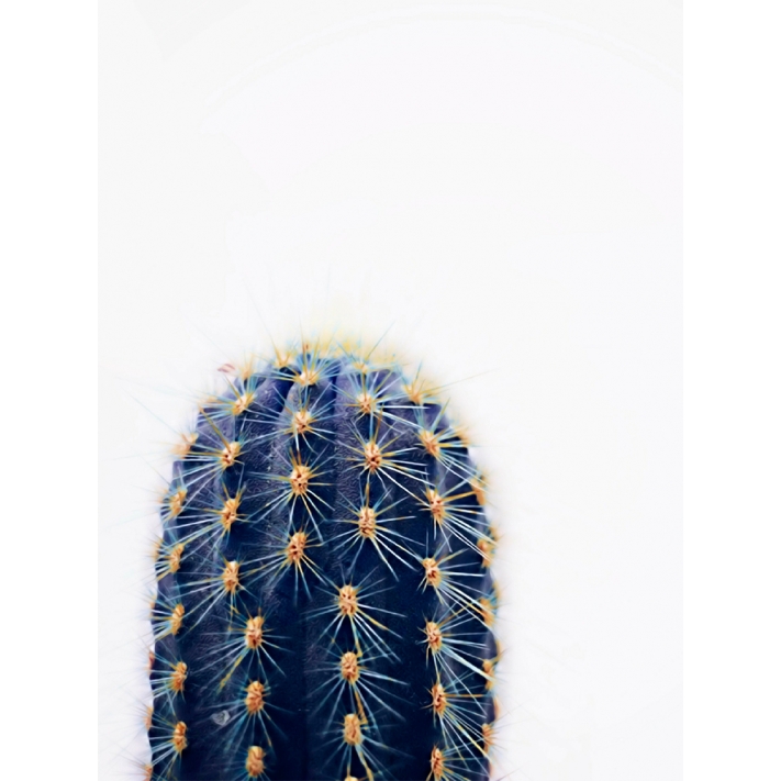 Lámina Cactus azul
