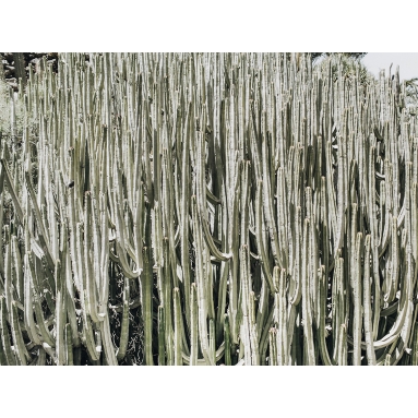 Lámina Cactus campo