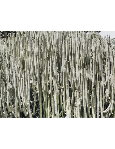 Lámina Cactus campo Lámina Cactus campo