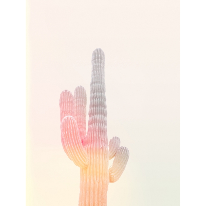 Lámina Cactus flash