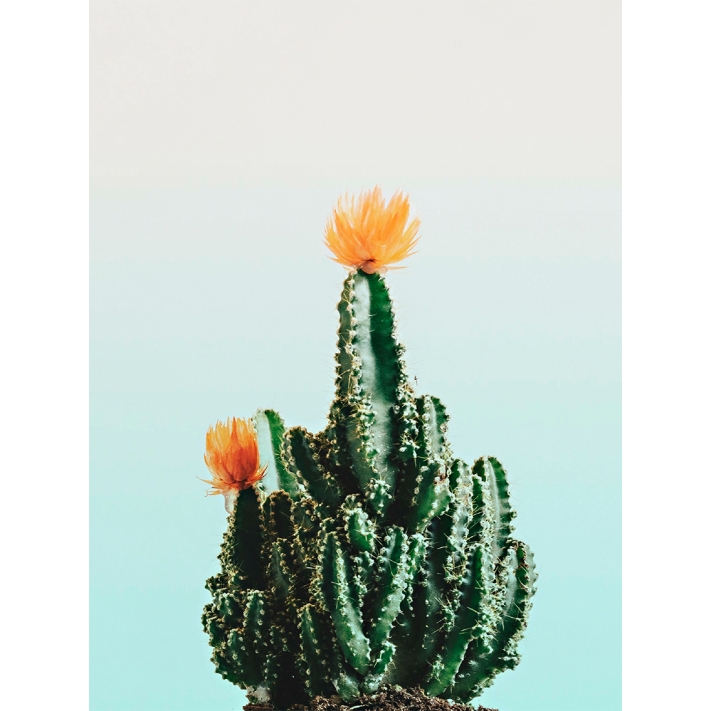 Lámina Cactus flor