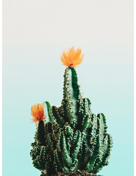 Lámina Cactus flor