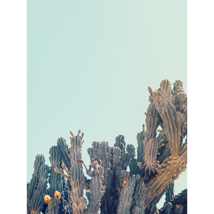 Lámina Cactus flor2
