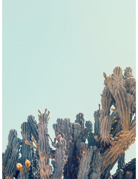 Lámina Cactus flor2