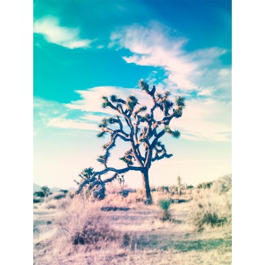Lámina Arbol Joshua