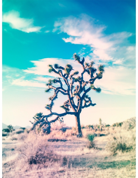 Lámina Arbol Joshua