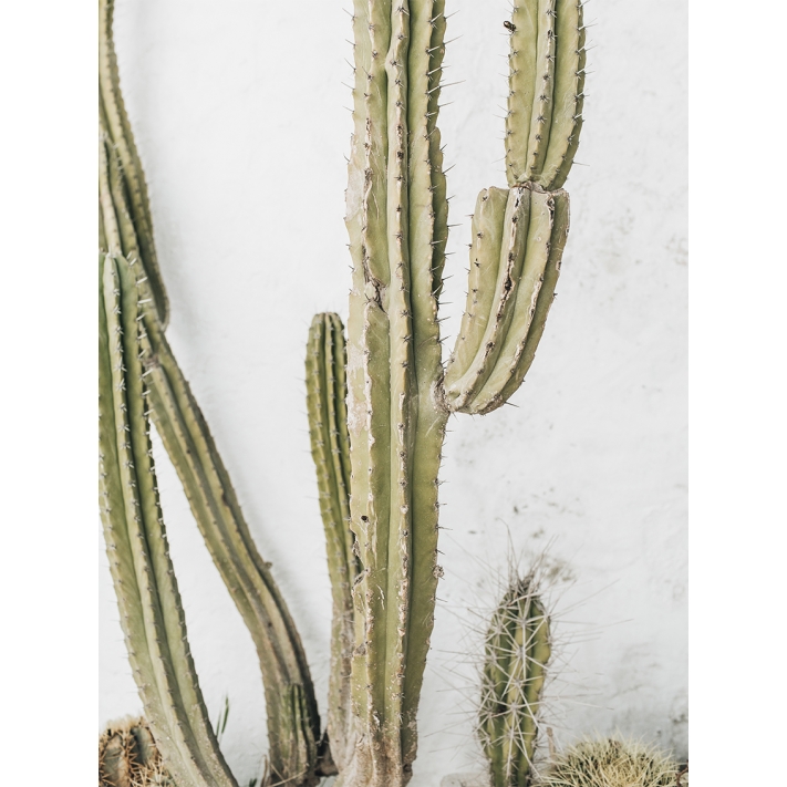 Lámina Cactus Grande