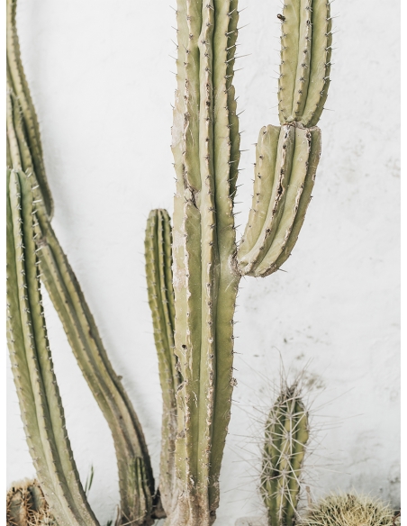 Lámina Cactus Grande Lámina Cactus Grande