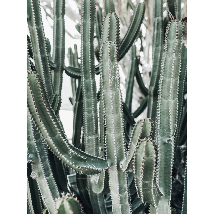 Lámina Cactus Grande2