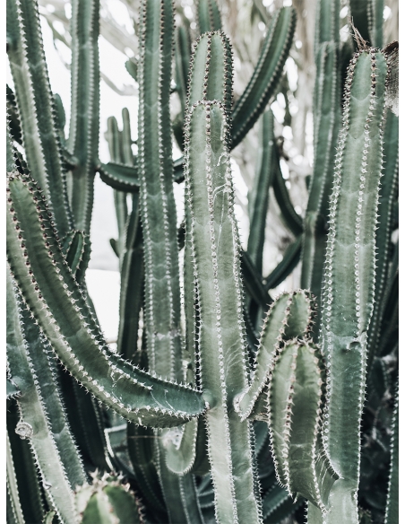 Lámina Cactus Grande2 Lámina Cactus Grande2