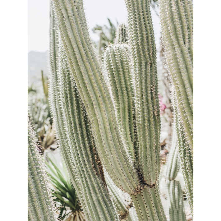 Lámina Cactus Grande 3