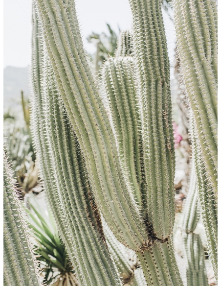 Lámina Cactus Grande 3 Lámina Cactus Grande 3