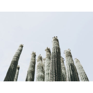 Lámina Cactus Grande 4