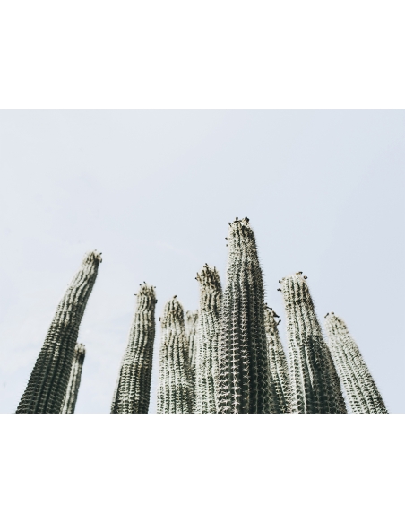 Lámina Cactus Grande 4