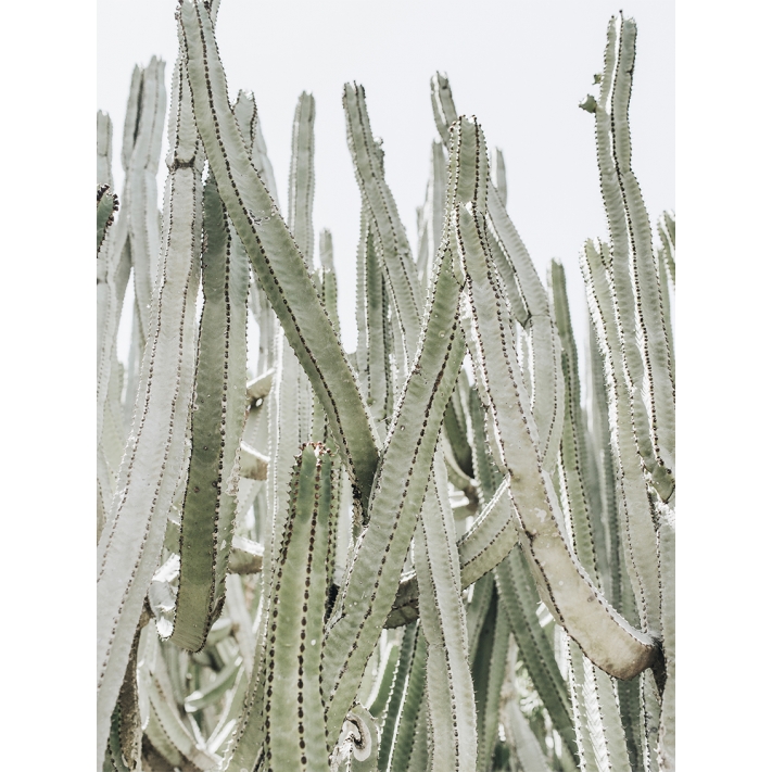 Lámina Cactus Grande 5