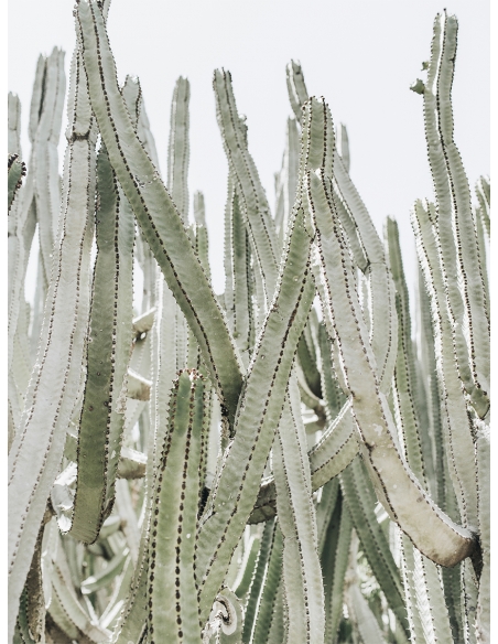 Lámina Cactus Grande 5