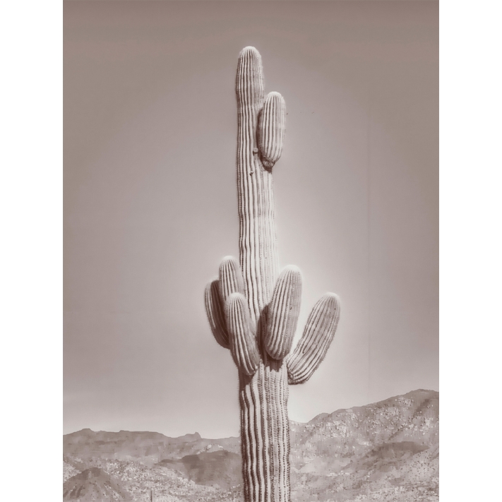 Lámina Cactus Gris