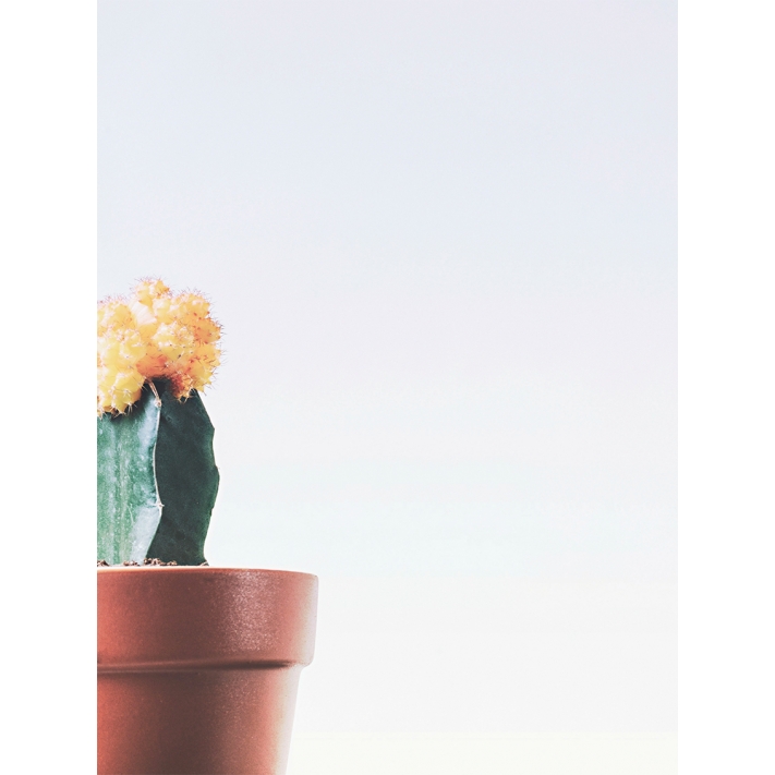 Lámina Cactus Maceta