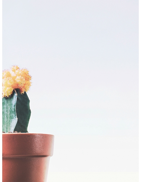 Lámina Cactus Maceta