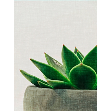 Lámina Cactus Maceta2