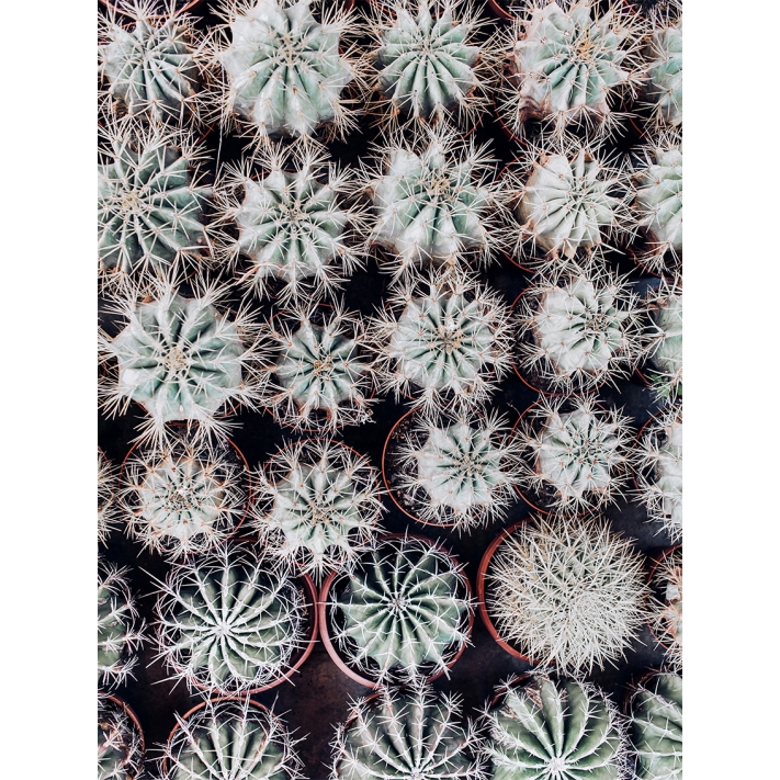Lámina Cactus Maceta 3