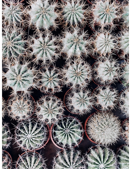 Lámina Cactus Maceta 3
