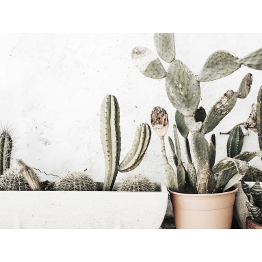 Lámina Cactus Maceta 4