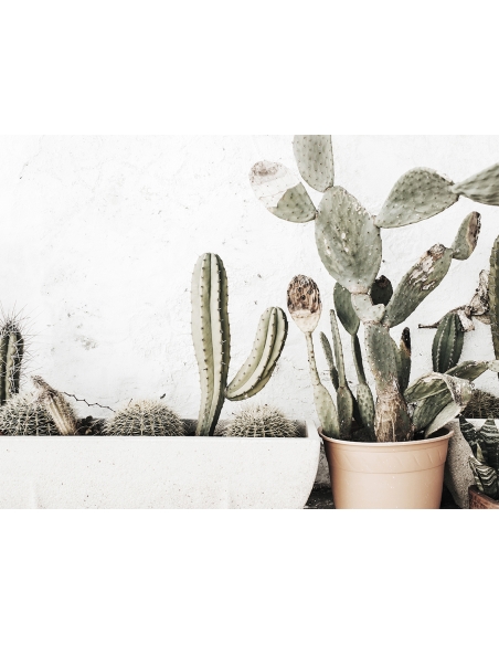 Lámina Cactus Maceta 4