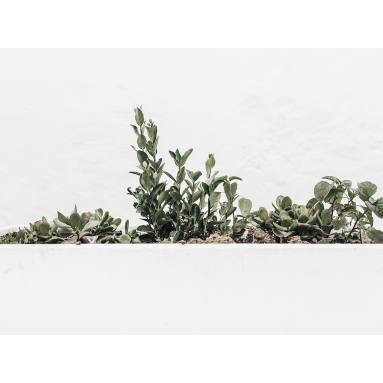 Lámina Cactus Maceta 5